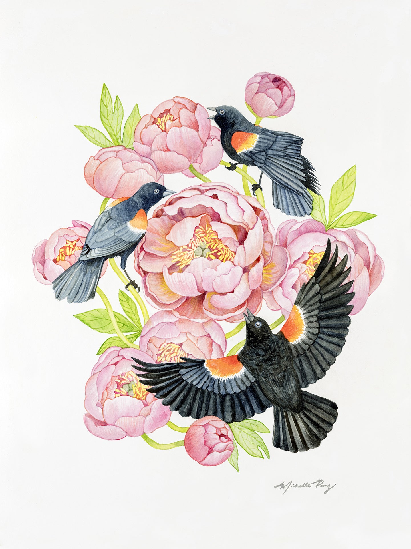 Red Winged Blackbirds and Coral Peonies Watercolor Illustration Fine Art Unframed Print